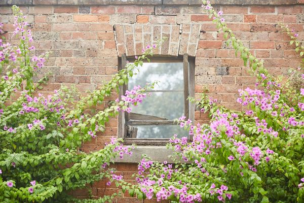 A brick wall with an old wooden window with bougainvillea growing over it