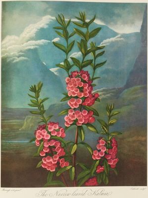 Thornton's Temple of flora : with plates faithfully reproduced from the original engravings and the work described by Geoffrey Grigson with bibliographical notes by Handasyde Buchanan.